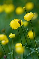 3120 Globeflower Chris Gilbert, Ravenseye Gallery, Peak District, Photographs, Courses